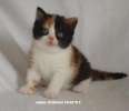 Питомник британских короткошерстных кошек Бриллиант Филд*BY