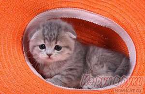 Шотландские вислоухие котята Шотландские вислоухие котята