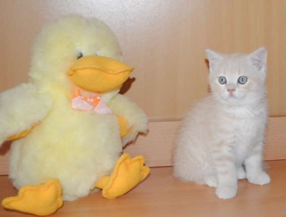 Шотландские котята Шотландские котята