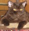 Британский кот (колорноситель) приглашает на вязки
