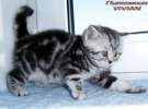 Британские котята черный мрамор на серебре из VIVIAN
