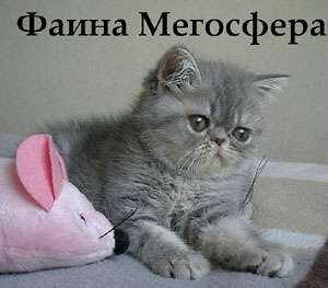 Экзотическая кошечка Экзотическая кошечка