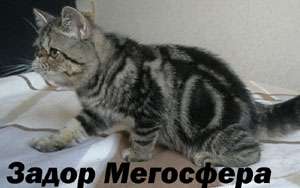 Экзотичекий котик Экзотичекий котик