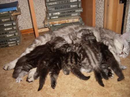 Котята Британские Котята Британские