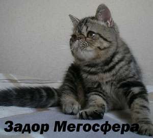 Мраморный экзотический котик Мраморный экзотический котик