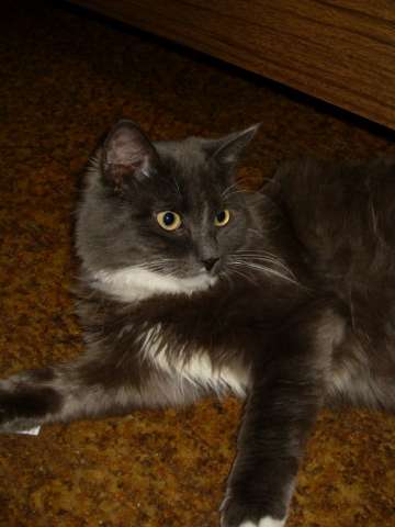 Котик Маркиз Котик Маркиз