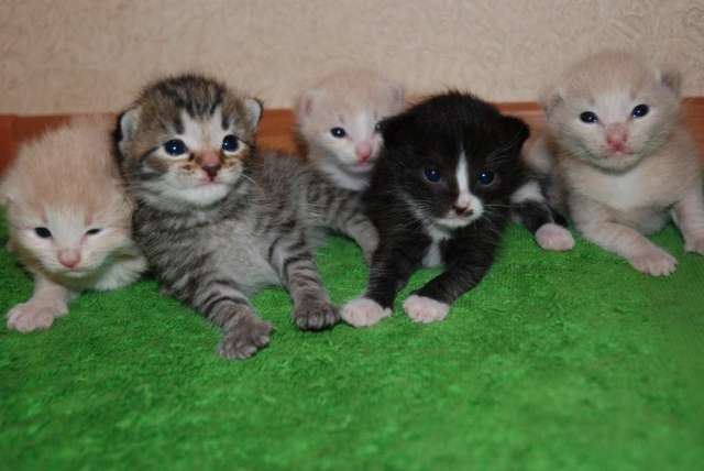 Отдаю котят от сибирской кошки Отдаю котят от сибирской кошки