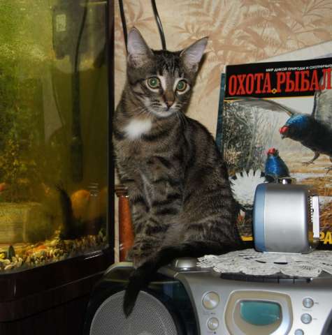 Ласковые котята-котики 4-х месяцев для вас Ласковые котята-котики 4-х месяцев для вас