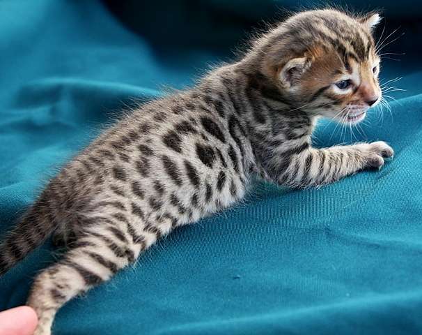 Бенгальские котики Бенгальские котики