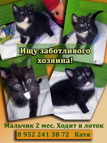 Котенок (2 мес.) ищет дом! Котенок (2 мес.) ищет дом!