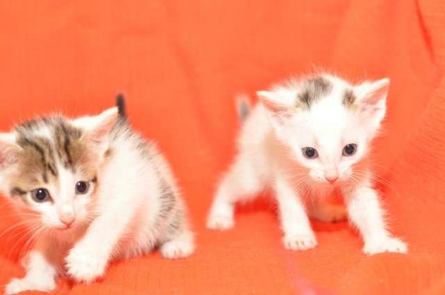 Очаровательные котята в дар.:) Очаровательные котята в дар.:)