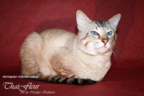 Тайский кот (старотипный сиамский) приглашает на вязки кошечек Тайский кот (старотипный сиамский) приглашает на вязки кошечек