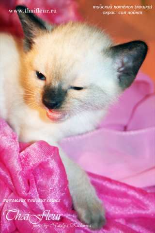 ТАЙСКИЕ КОТЯТА ТАЙСКИЕ КОТЯТА