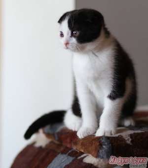 Шотландские котята Шотландские котята