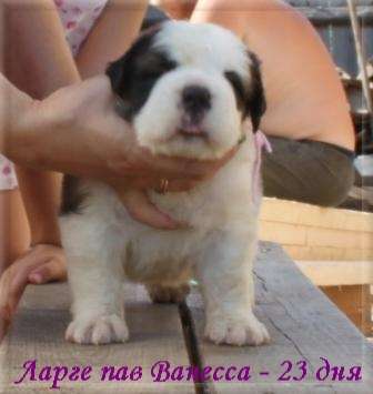 Сенбернара щенки в питомнике «Large Paw» Сенбернара щенки в питомнике «Large Paw»