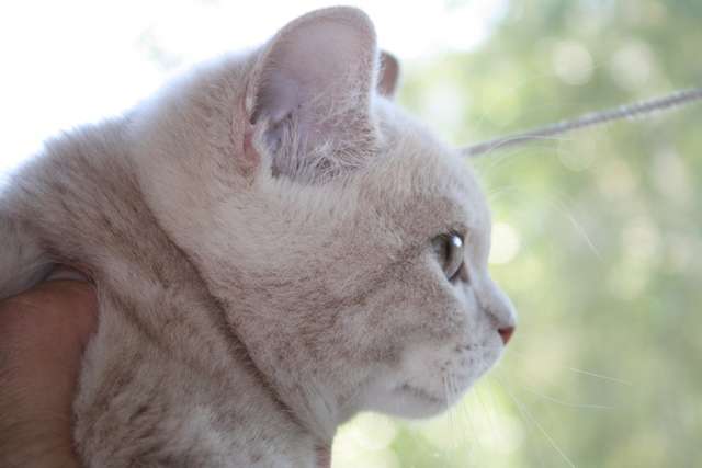Шотланский котенок Шотланский котенок