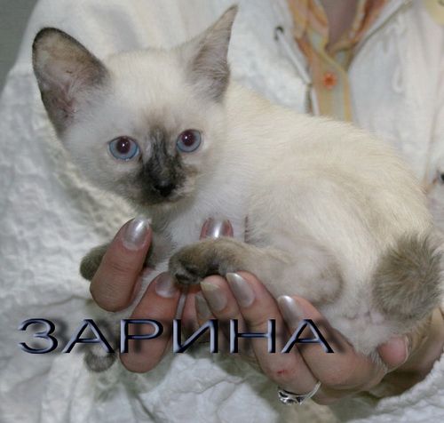 меконгские котята меконгские котята