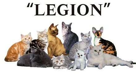 Клуб Любителей Кошек «LEGION» предлагает породистых котят. Клуб Любителей Кошек «LEGION» предлагает породистых котят.