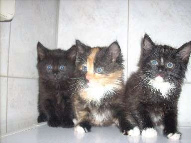 Сибирские котята Сибирские котята