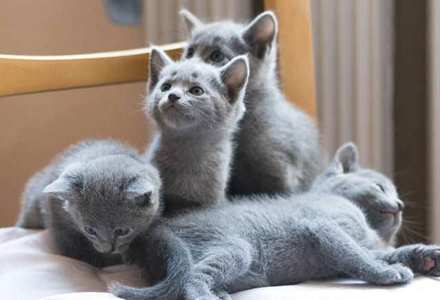 Продаю котят породы Русская Голубая Продаю котят породы Русская Голубая