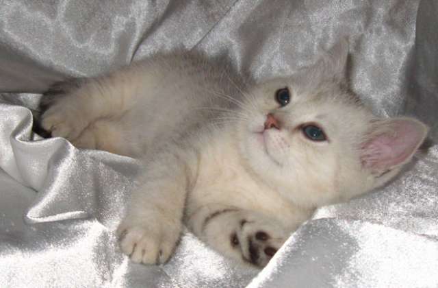 Шотландские зеленоглазые котята Шотландские зеленоглазые котята