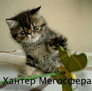 Мраморный плюшевый экзот Мраморный плюшевый экзот