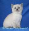 Британские голубоглазые котята окраса блю-поинт и лилак-поинт
