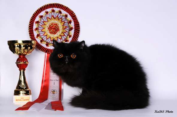 Персидский котик AMADEUS приглашает на вязку Персидский котик AMADEUS приглашает на вязку