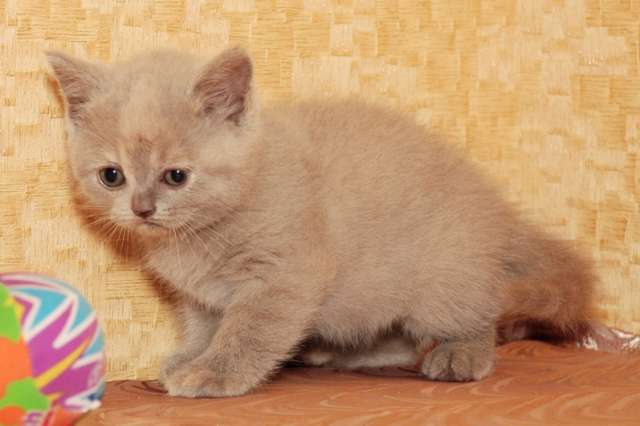 Продам котят Продам котят