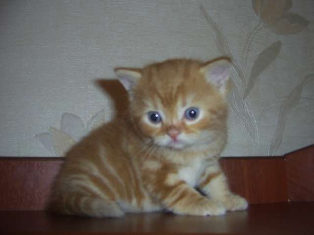 Скоттишь фолд и скоттишь страйт Скоттишь фолд и скоттишь страйт
