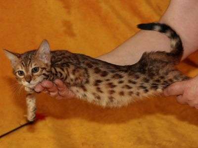 Бенгальские котята Бенгальские котята