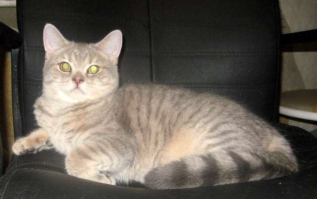 ОЧАРОВАТЕЛЬНЫЙ ШОТЛАНДСКИЙ КОТИК! ОЧАРОВАТЕЛЬНЫЙ ШОТЛАНДСКИЙ КОТИК!