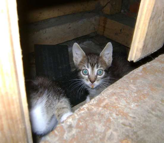 Карликовые котята Карликовые котята