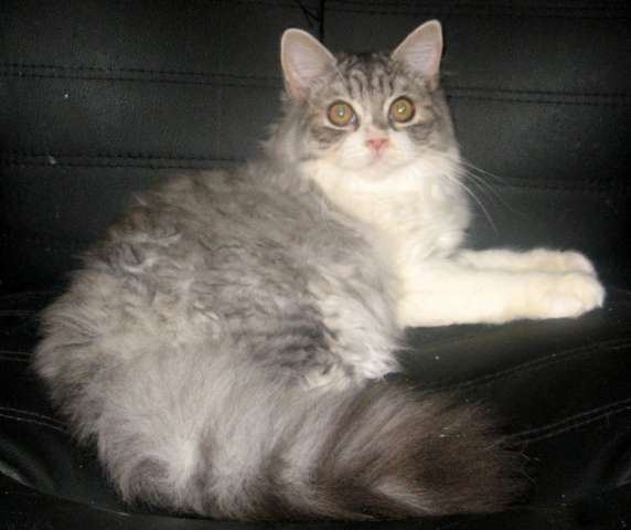 Шотландский котик -пушистое очарование Томми Шотландский котик -пушистое очарование Томми