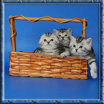 Британ. и шотлан.вислоух. котята различн. окрасов Британ. и шотлан.вислоух. котята различн. окрасов