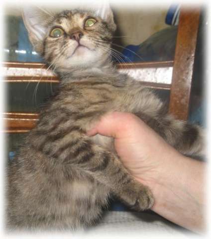 2 красивых котенка-малыша, 2 мес в дар 2 красивых котенка-малыша, 2 мес в дар