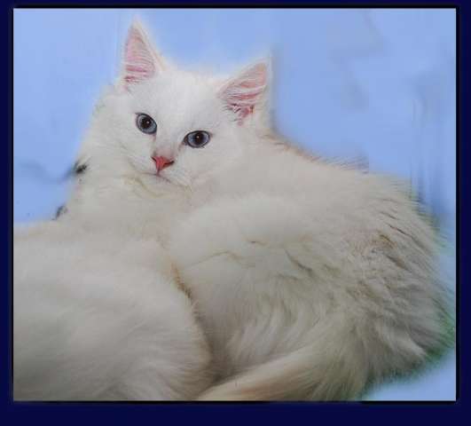 Невские маскарадные котята Невские маскарадные котята