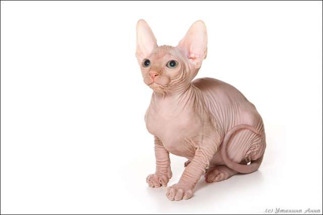 Продажа котят КАНАДСКИХ СФИНКСОВ из Питомника Cats4People c Фото