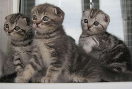 Шотландские котята для вас!!!! Шотландские котята для вас!!!!