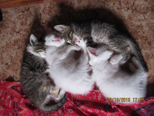 Котята ищут своих хозяев! Котята ищут своих хозяев!