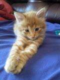 отдадим котенка отдадим котенка