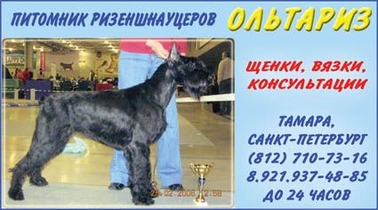 ризеншнауцер ризеншнауцер