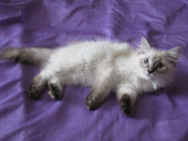 НЕВСКИЕ МАСКАРАДНЫЕ КОТЯТА НЕВСКИЕ МАСКАРАДНЫЕ КОТЯТА