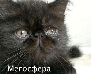 Черный экзотический котик Черный экзотический котик
