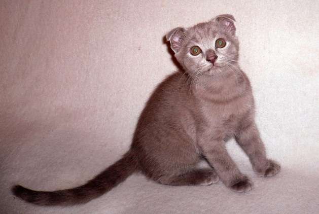 Котёнок. Шотландский вислоухий. Мальчик Котёнок. Шотландский вислоухий. Мальчик