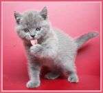 ВЫСТАВКА И ПРОДАЖА КОТЯТ ВЫСТАВКА И ПРОДАЖА КОТЯТ