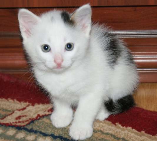 очаровательные котятки ищут добрые ручки) очаровательные котятки ищут добрые ручки)