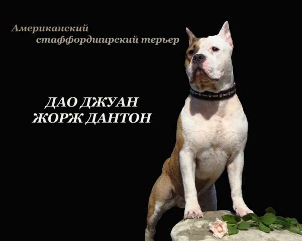 Предлагаю для вязок перспективного кобеля амстаффтерьера Предлагаю для вязок перспективного кобеля амстаффтерьера