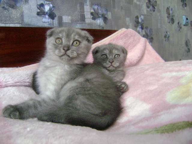 Шотландские котята фолд и страйт Шотландские котята фолд и страйт