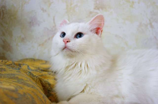 Белоснежная кошечка с голубыми глазками. Отдам. Белоснежная кошечка с голубыми глазками. Отдам.